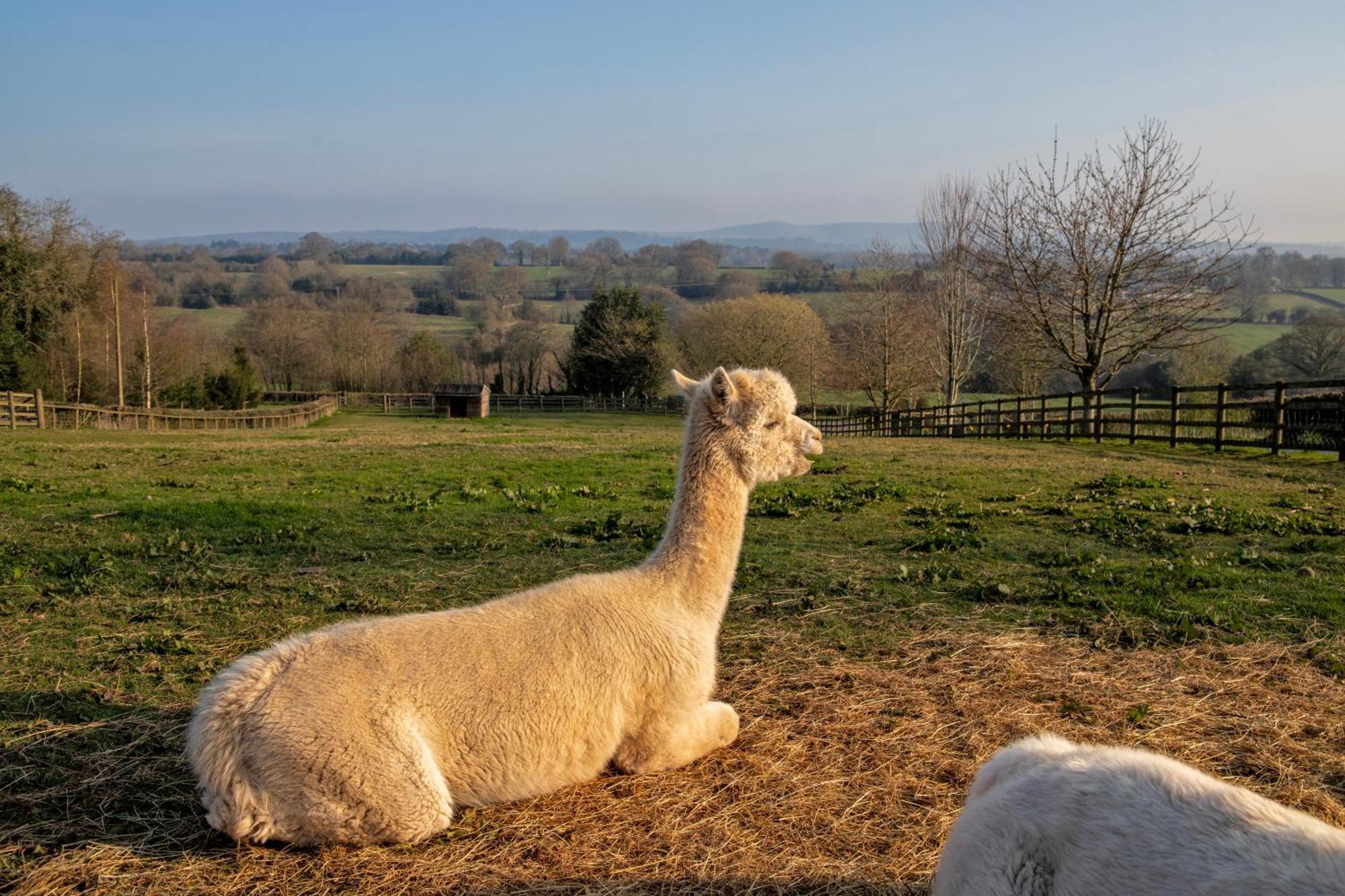 Charlie'S Cottage With Alpacas And 7Mins Drive To Alton Towers Denstone Exterior foto
